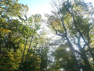 autumn colours of leaves on trees
