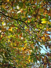 autumn colours of leaves on trees