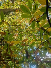 autumn colours of leaves on trees