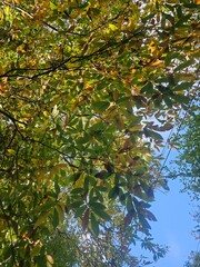 autumn colours of leaves on trees