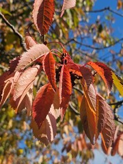 autumn colours of leaves on trees