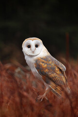 Hunting owl. Barn owl, Tyto alba, perched in red grass waiting for prey. Beautiful owl with heart-shaped face. Wildlife. Morning in autumn nature. Animal in natural habibat. Bird of prey in forest.