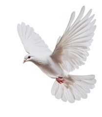 Obraz premium PNG White dove soaring gracefully in the clear sky