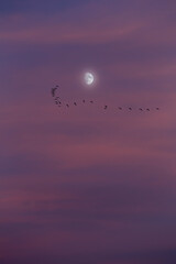 A beautiful moon on a pink sky at sunset with a flight of crows in front of clouds. The moon on a romantic blue hour right after a marvelous sunset