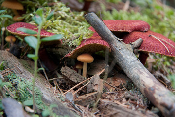 mushrooms in the forest