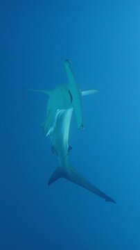 Hammerhead in Gal&aacute;pagos Islands. Close up in Slow Motion