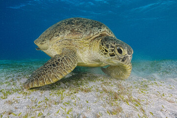 Obraz premium Green Sea Turtle (Chelonia mydas)