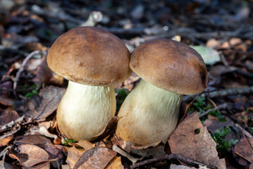 selective focus of Boletus Impolitus mushrooms (iodine bolete) in sunlit forest floor with blurred background