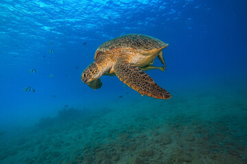 Fototapeta premium Green Sea Turtle (Chelonia mydas)