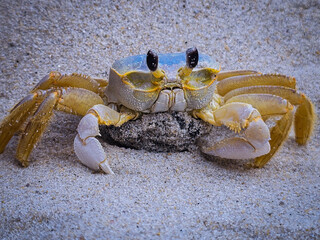 Crab on the sand