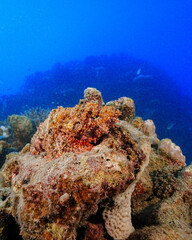 Scorpion fish, Red Sea, Egypt
