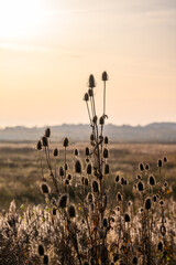 Teasel backlit against the sunset
