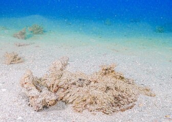 Hairy stonefish, Marsa Mubarak, Egypt