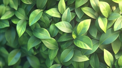 Obraz premium Green leaves of a hedge plant with a vibrant summer backdrop featuring cherry laurel and common laurel varieties