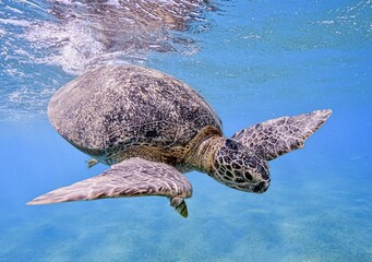 Green Sea Turtle (Chelonia mydas)