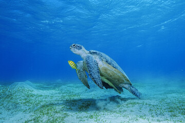 Green Sea Turtle (Chelonia mydas)