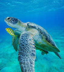 Green Sea Turtle (Chelonia mydas)