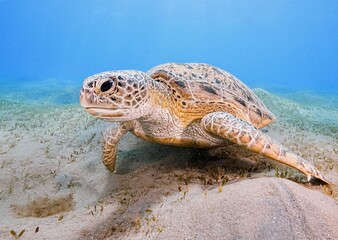Green Sea Turtle (Chelonia mydas)