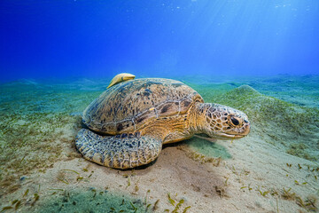 Green Sea Turtle (Chelonia mydas)