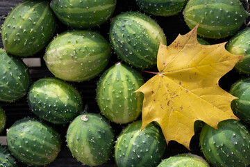 Close-up and background of a group of green ornamental cucumbers (Cucumis africanus) with a yellow leaf on top.