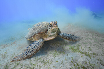 Green Sea Turtle (Chelonia mydas)