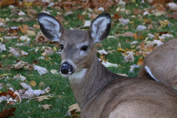 white deer in a fall landscape
