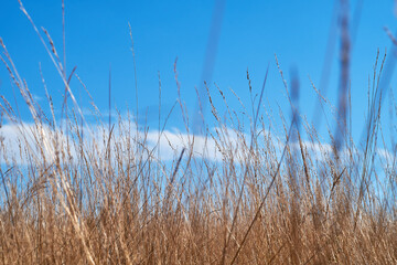 Obraz premium A serene landscape featuring tall golden grass under a clear blue sky.