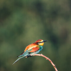 bee-eater on a branch