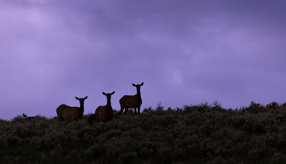 Elk Evening Silhouette