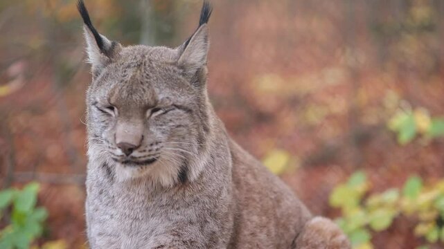 luchs lynx slow motion