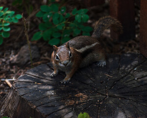 Chipmunk