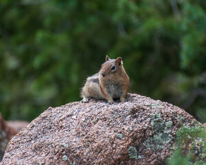 Chipmunk