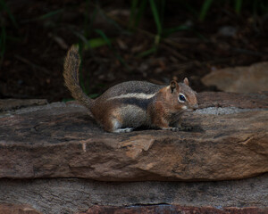 Chipmunk