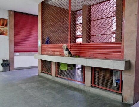 Angeleinter Hund in Markthalle San Sebasti&aacute;n la Gomera