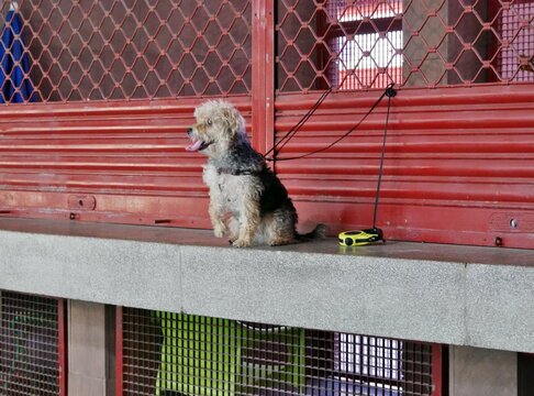 Angeleinter Hund in Markthalle San Sebasti&aacute;n la Gomera