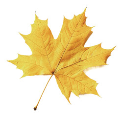 Obraz premium PNG Yellow maple leaf on white background
