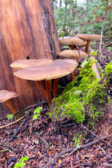 Variety of mushrooms along a woodland path, National park of Sierra de Las Nieves, Andalusia, Spain