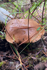 Variety of mushrooms along a woodland path, National park of Sierra de Las Nieves, Andalusia, Spain