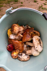 Variety of mushrooms along a woodland path, National park of Sierra de Las Nieves, Andalusia, Spain