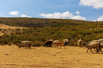 Andean landscape in the stone forest of Pampachiri in Andahuaylas, Peru.