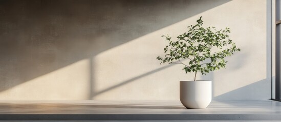 Potted plant in a minimalist white vase displayed on an elegant flower stand in a spacious empty room