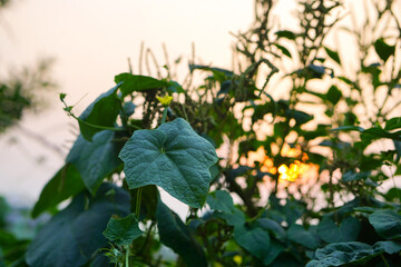 Obraz premium Cucumber leaves and flower close up shot during sunset with cinematic golden lights 