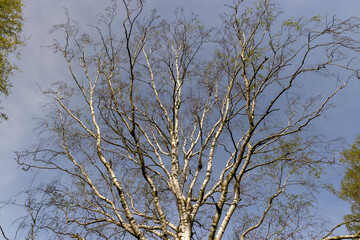 new green birch foliage in spring against a gray sky