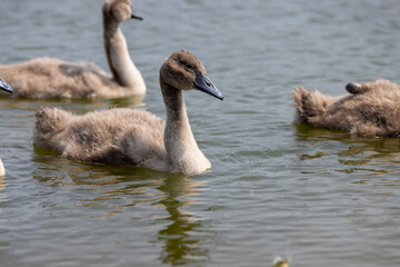 young white swans before plumage in spring
