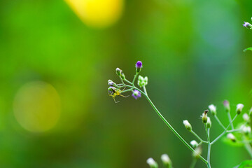 Cyanthillium cinereum multicolored mini wild flowers with hanging grass crab spider