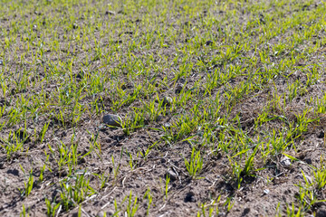 a large harvest of green wheat sprouts