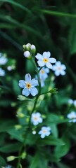 Blooming Forget-Me-Not Flowers in Nature