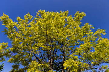 green acacia leaves in spring with blue sky