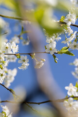 sunny weather in an orchard with cherries