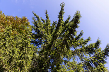 green needles of the pine coniferous tree in sunny weather